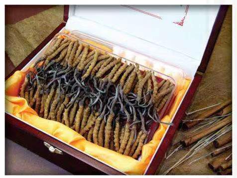 伊吾冬虫夏草回收